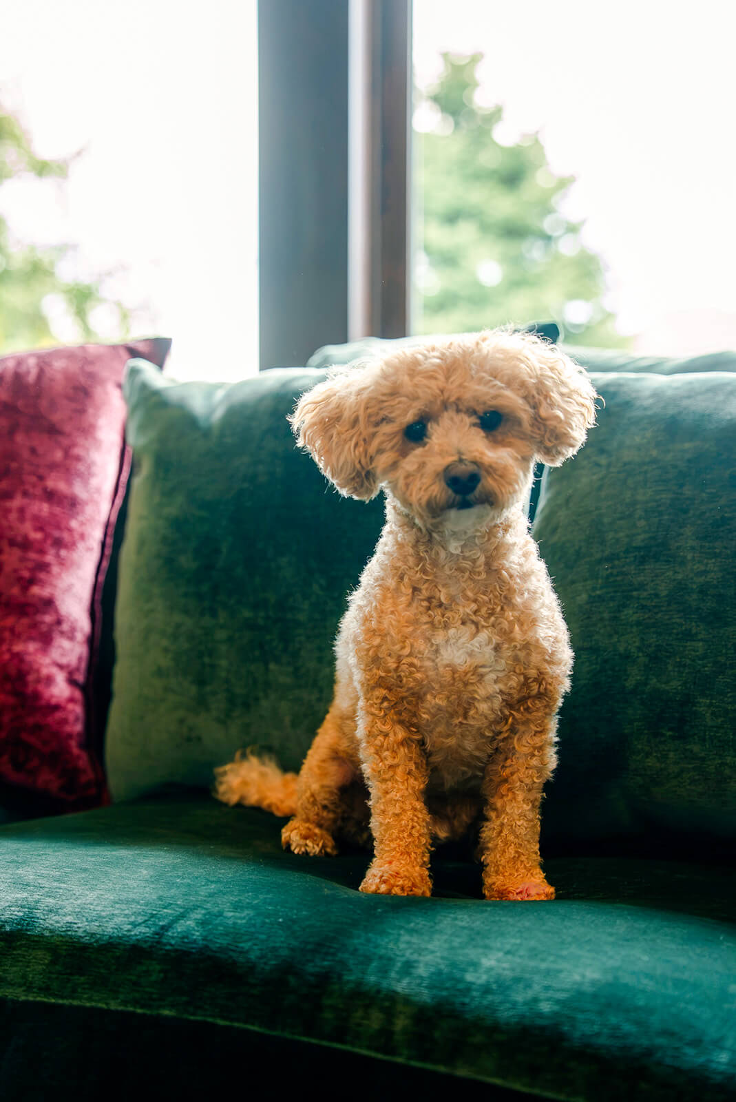 taylor-jane-project-19 Small dog sitting beside a deep green sofa in a cozy, layered living space