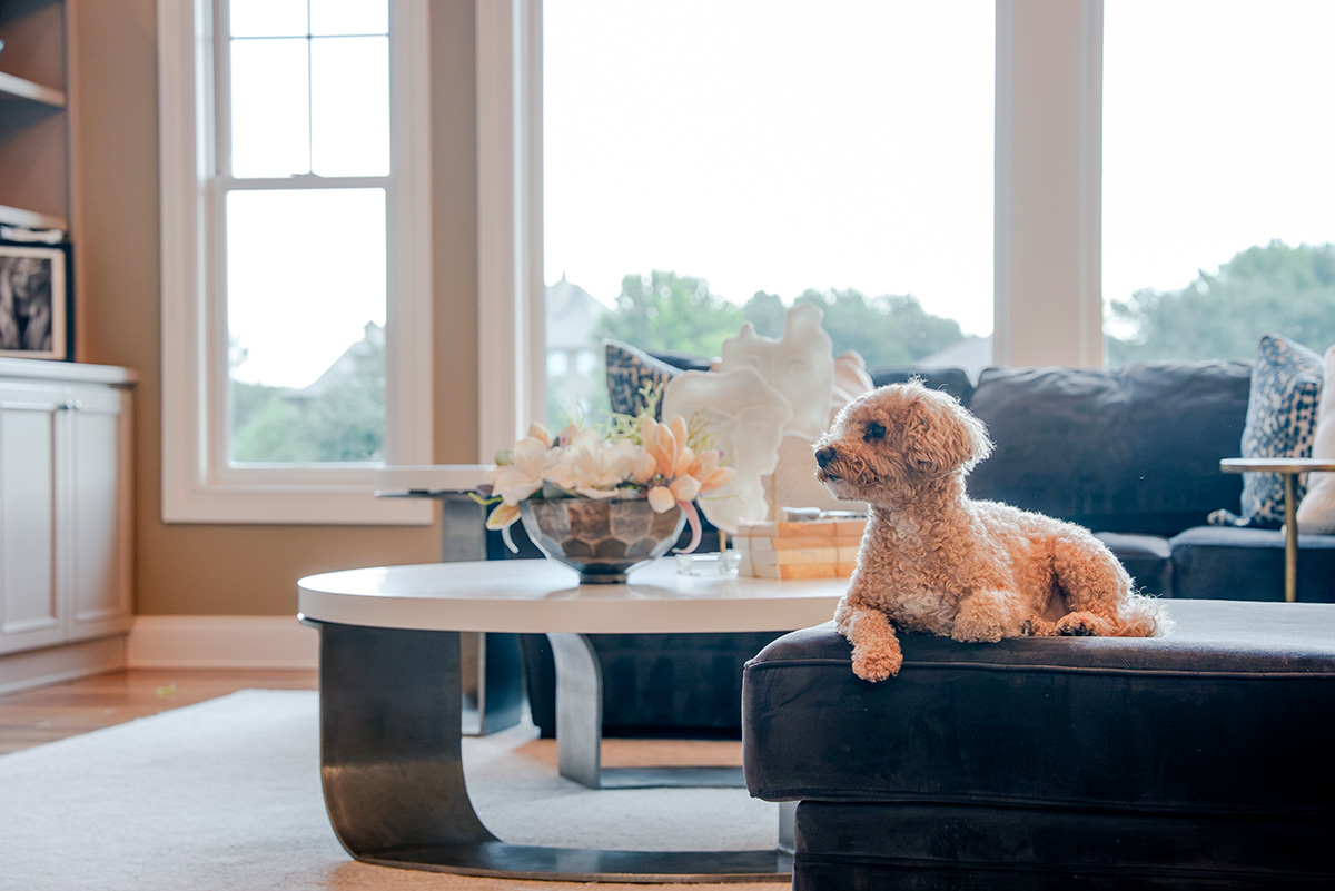 taylor-jane-project-52 Navy sectional and round coffee table in a bright living room with a small dog